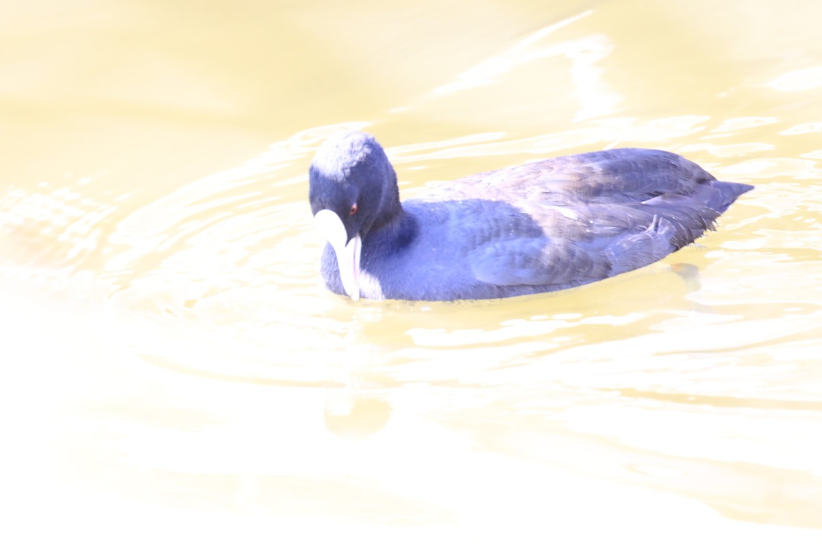 太原湿地公园的国家保护鸟类