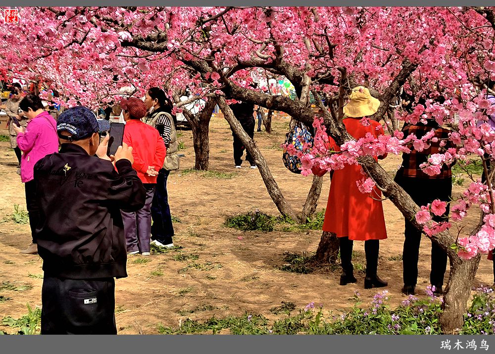 【手机随拍】跃身万亩桃林，品读醉美春色-中关村在线摄影论坛