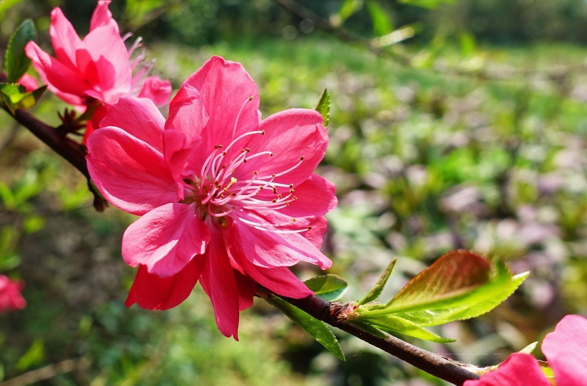 三月桃花红艳艳