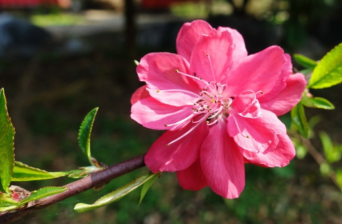 三月桃花红艳艳