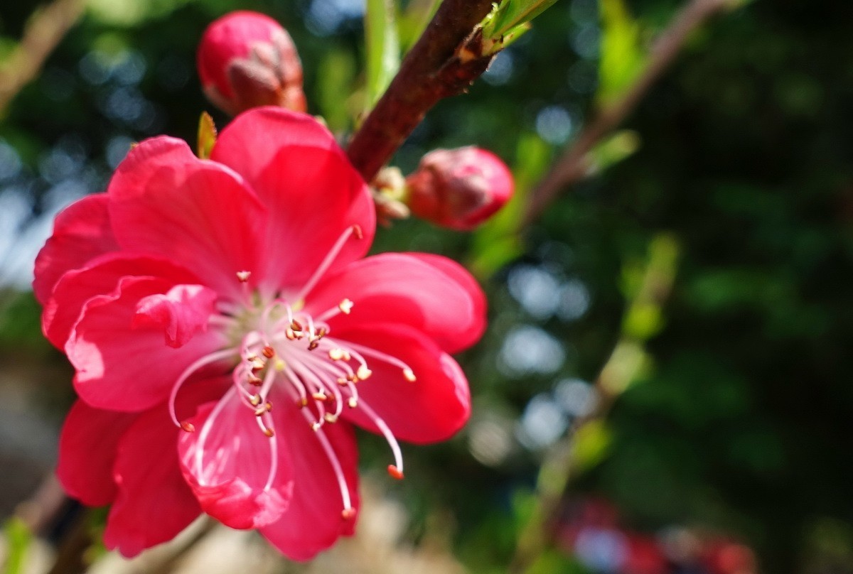 三月桃花红艳艳
