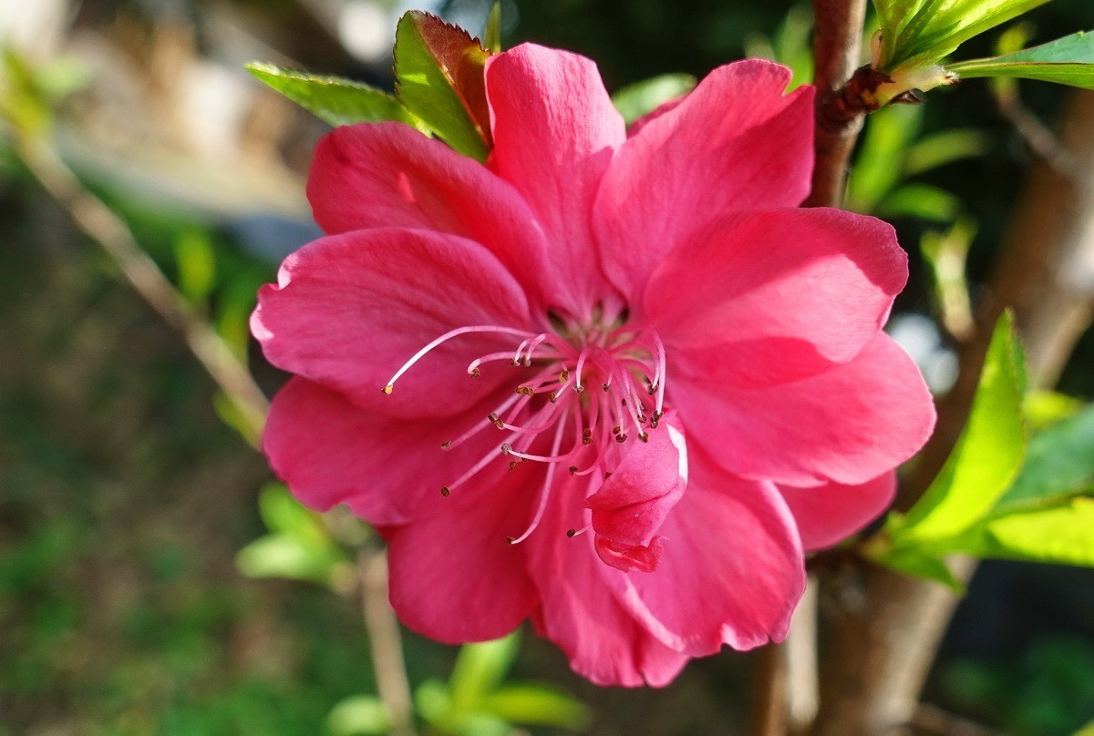 三月桃花红艳艳