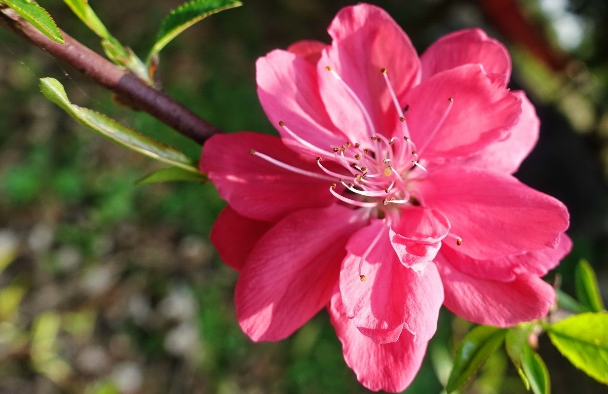 三月桃花红艳艳