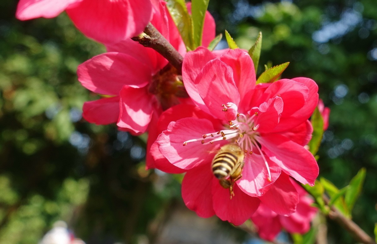 三月桃花红艳艳