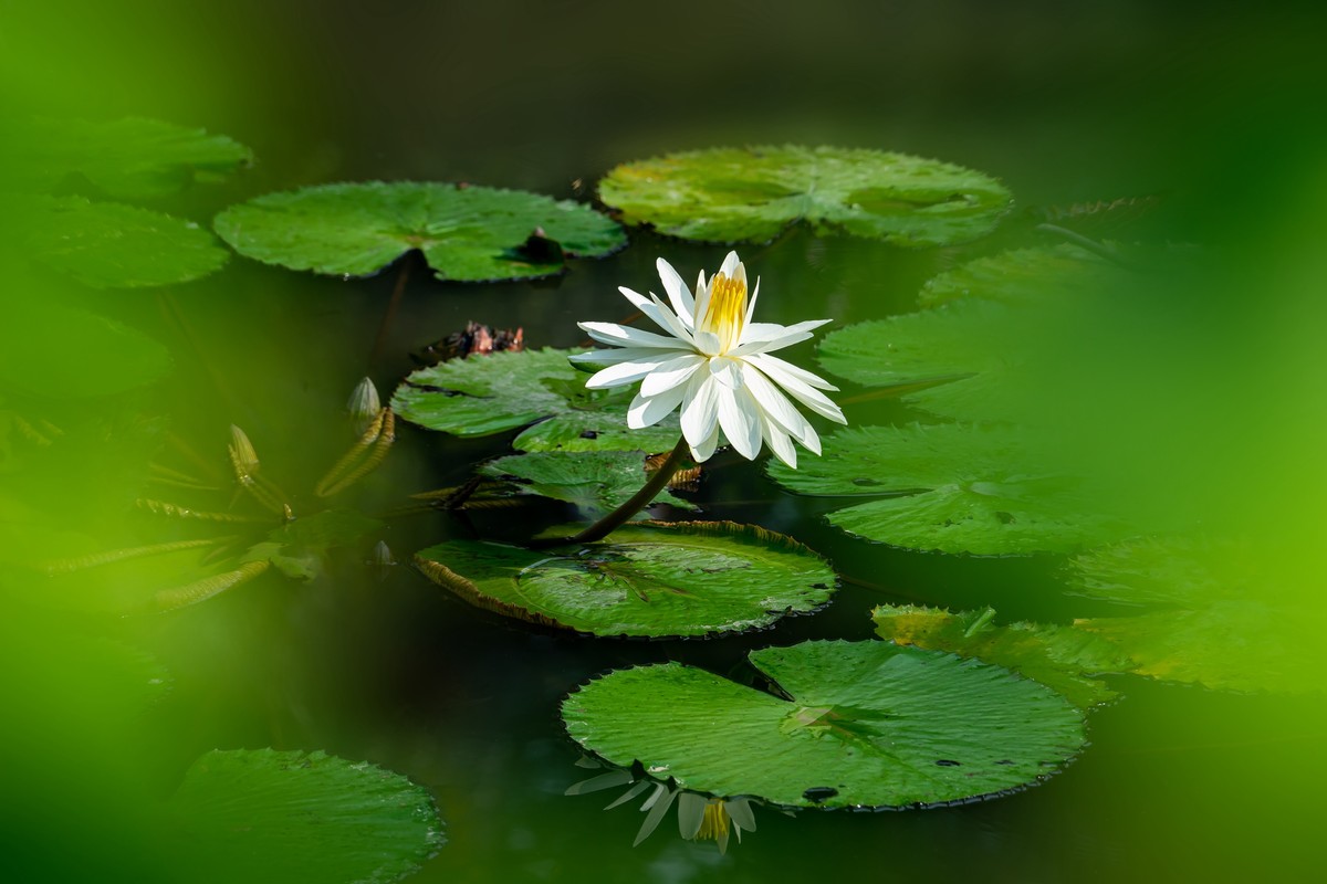 一辑《睡莲花》