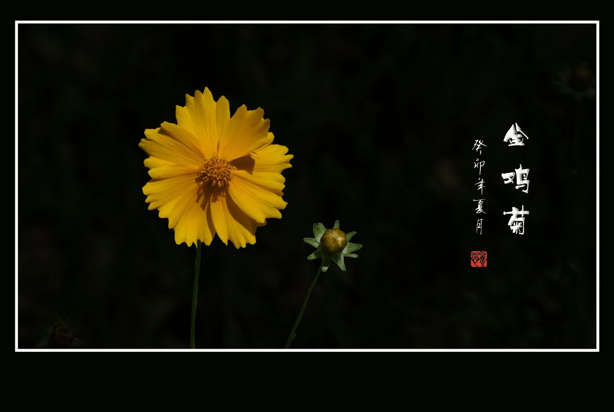 碧枝碧叶碧蓓蕾，金蕊金瓣金鸡菊