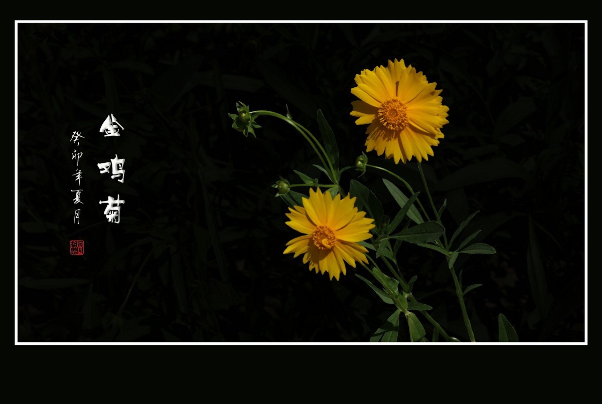 碧枝碧叶碧蓓蕾，金蕊金瓣金鸡菊