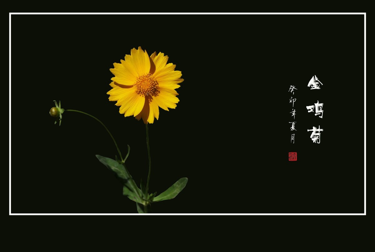 碧枝碧叶碧蓓蕾，金蕊金瓣金鸡菊