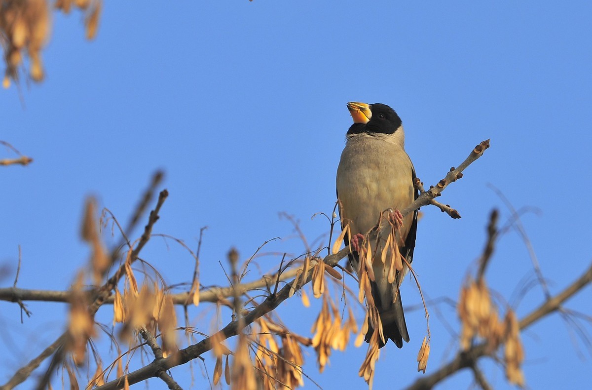 望江公园的鸟是什么鸟 ChMkK2WOQV6IV6RtAASdmjDzMisAAY9UgPO5KsABJ2y038.jpg