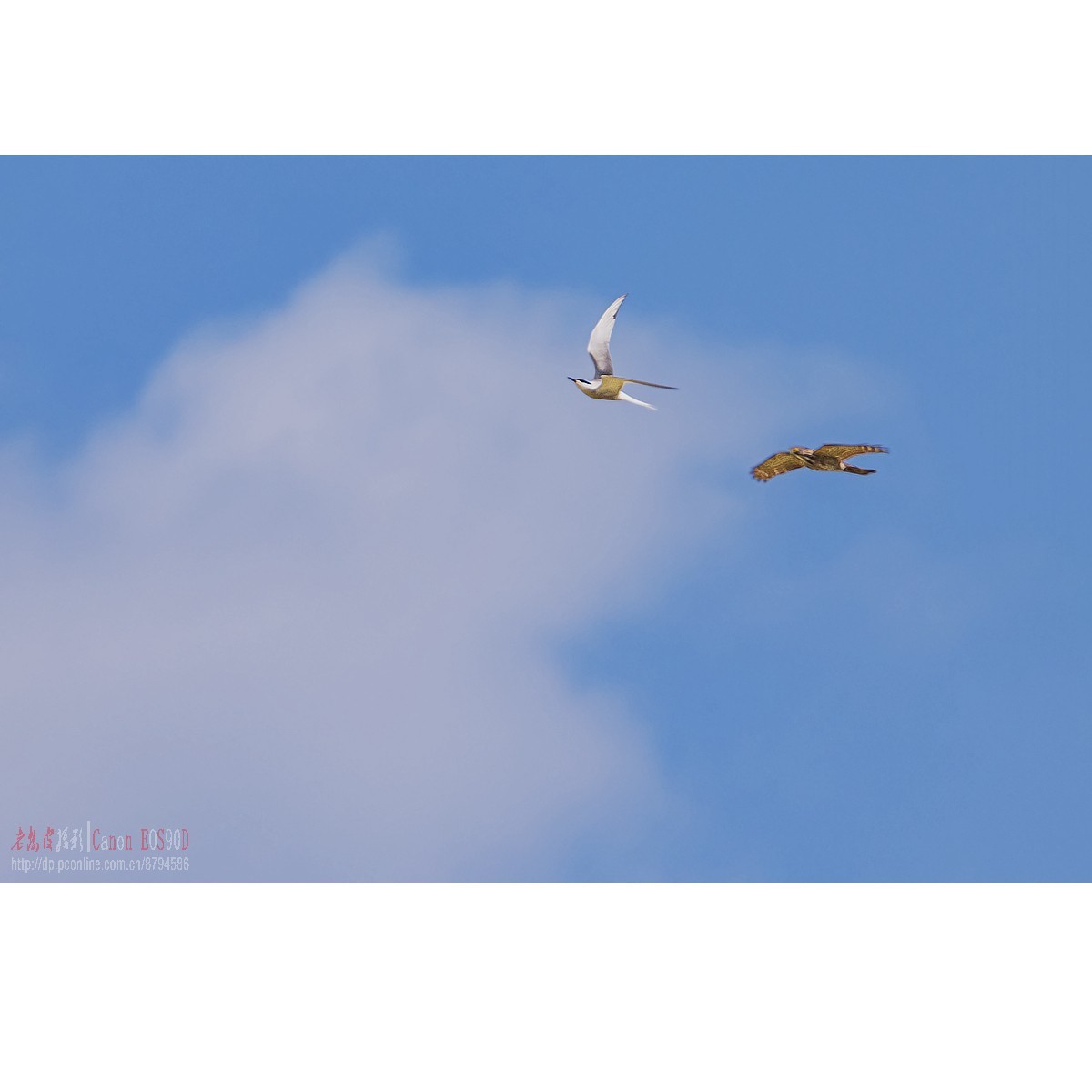 燕鸥：上天斗鹰（松雀鹰）、下水抓鱼