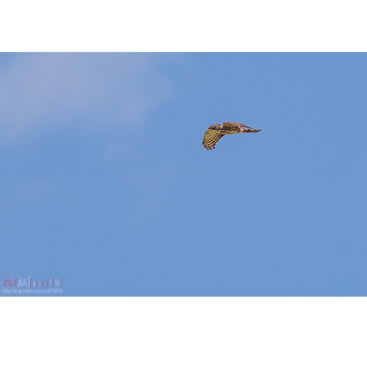 燕鸥：上天斗鹰（松雀鹰）、下水抓鱼