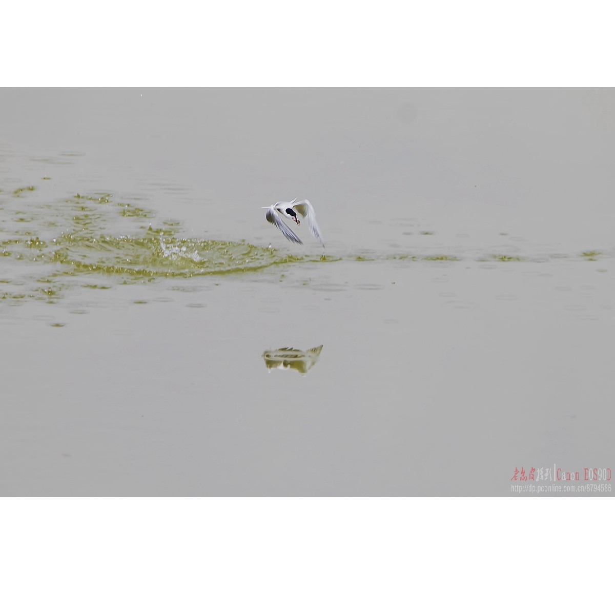 燕鸥：上天斗鹰（松雀鹰）、下水抓鱼