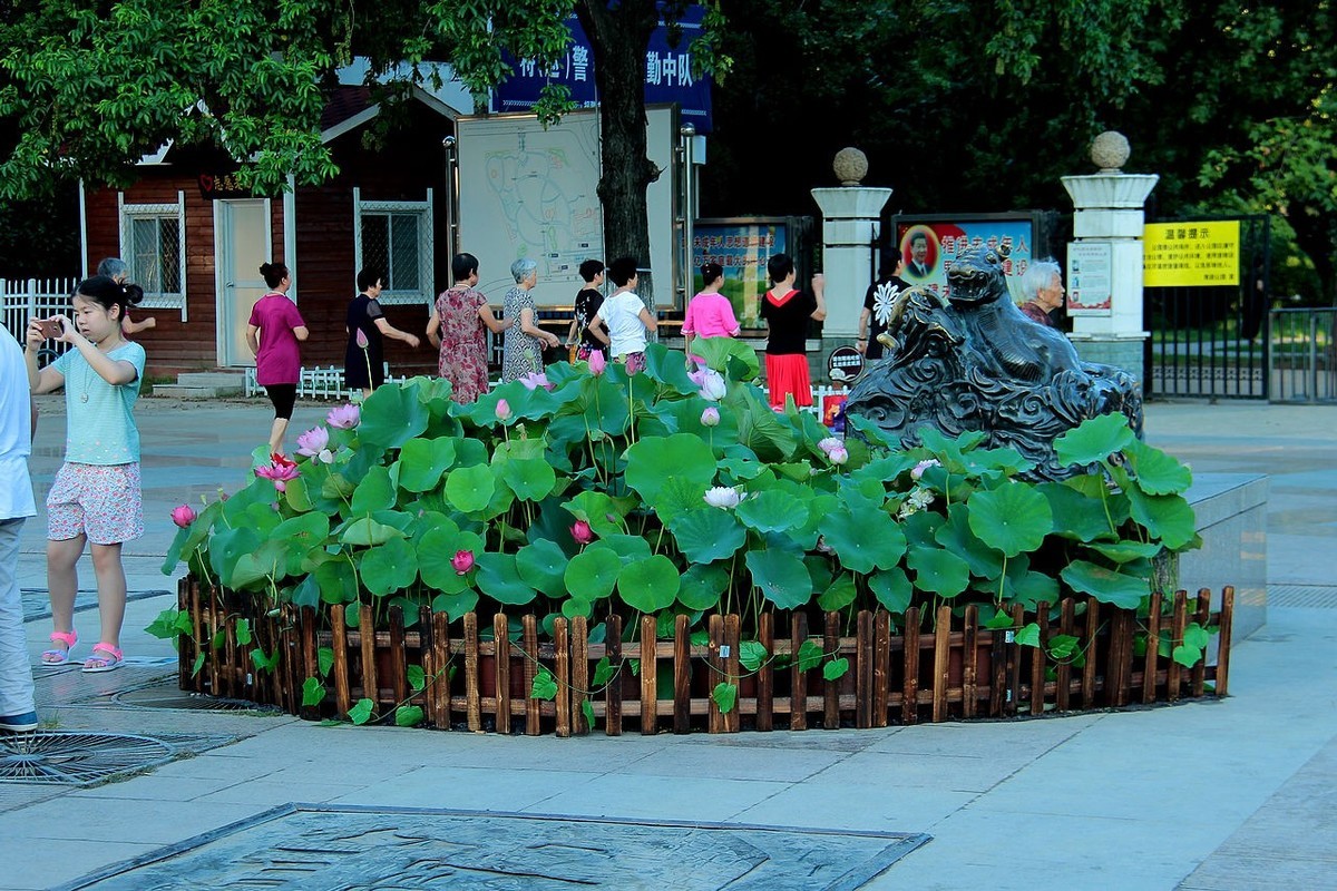 老片盆栽荷花=14