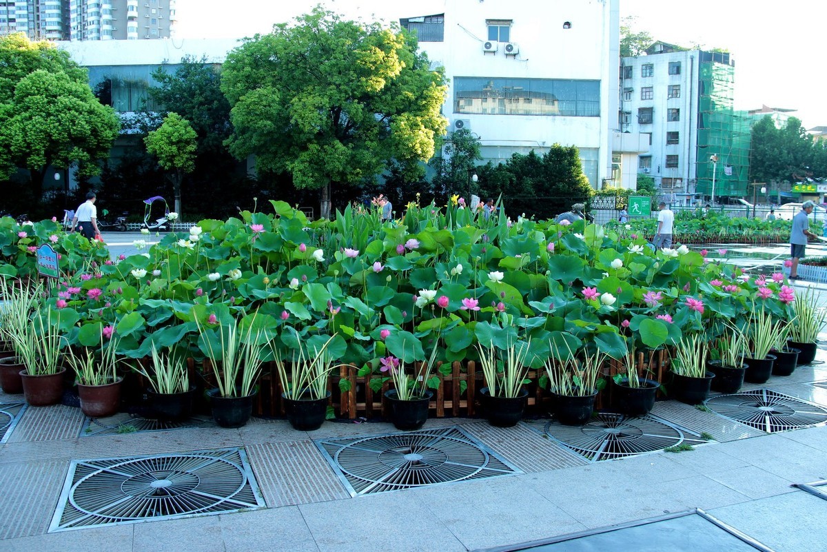 老片盆栽荷花=14