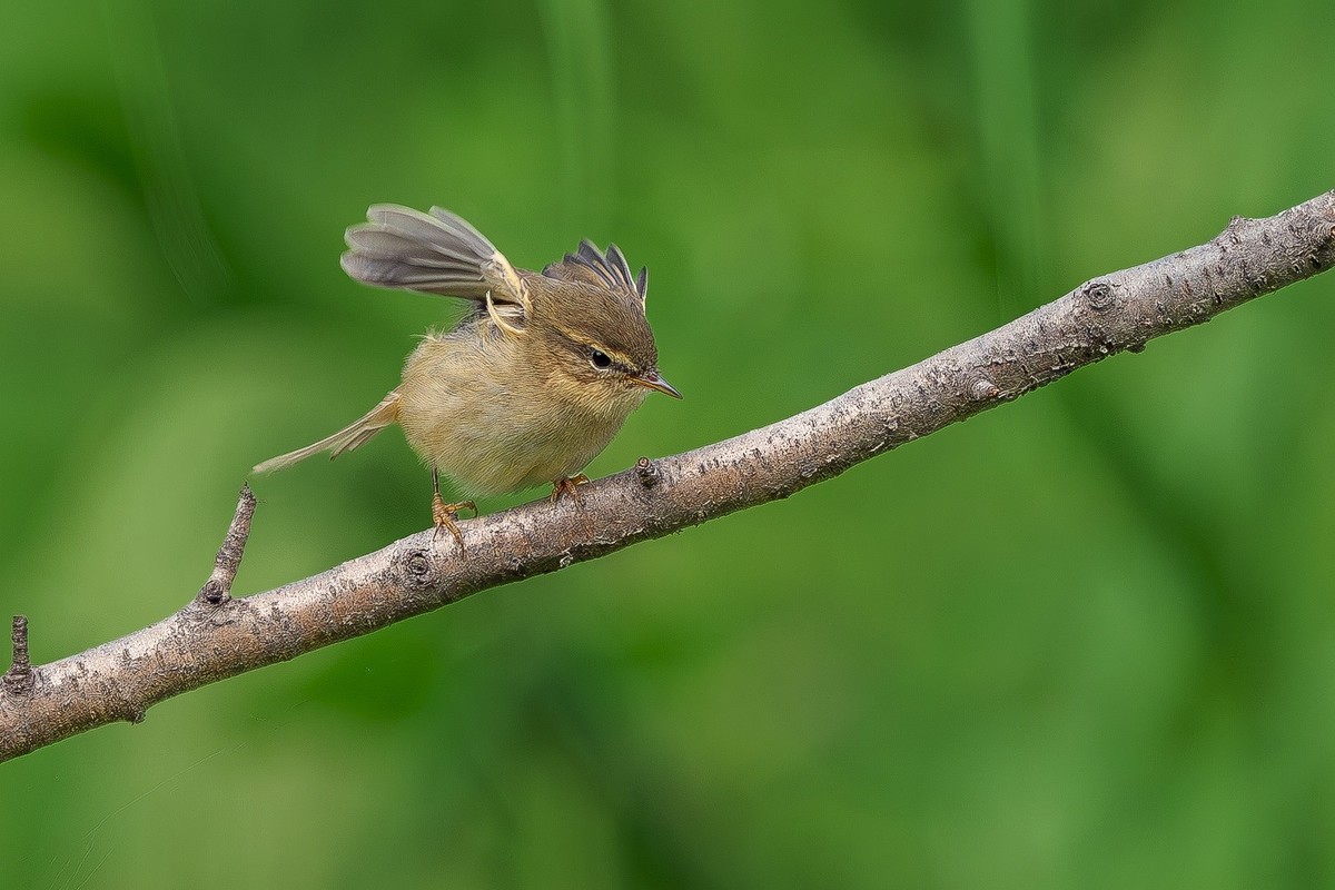 2024年秋迁徙季----帝都公园觅鸟之收获