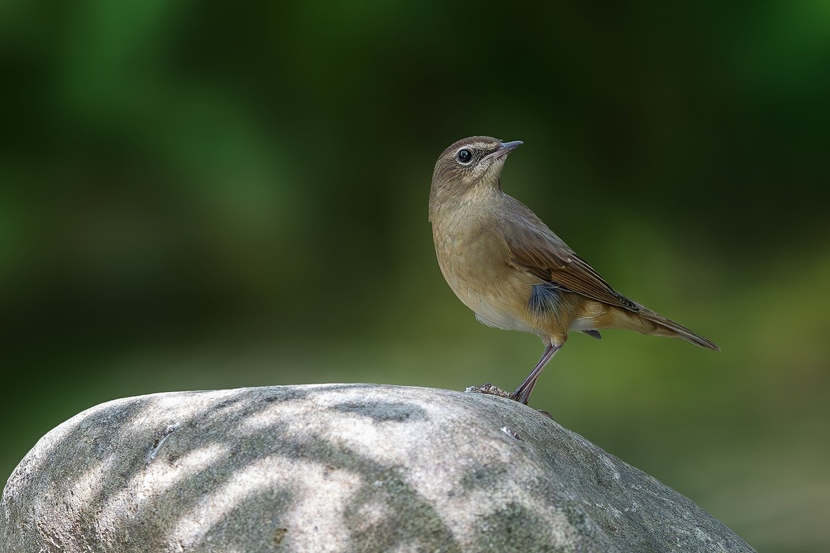 2024年秋迁徙季----帝都公园觅鸟之收获