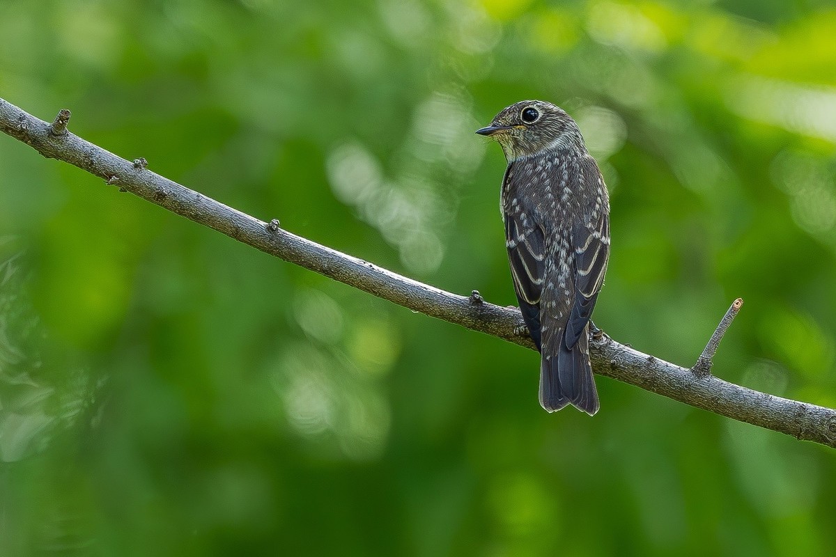 2024年秋迁徙季----帝都公园觅鸟之收获