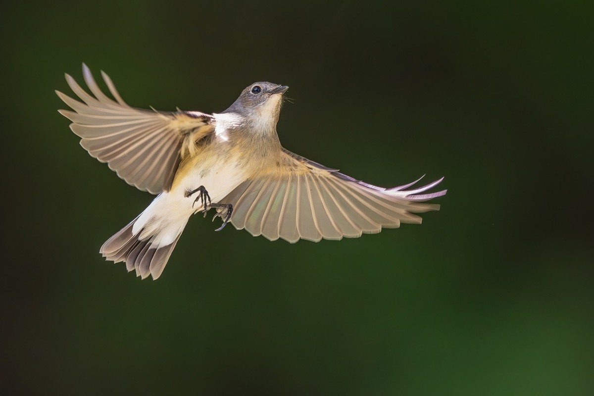 2024年秋迁徙季----帝都公园觅鸟之收获