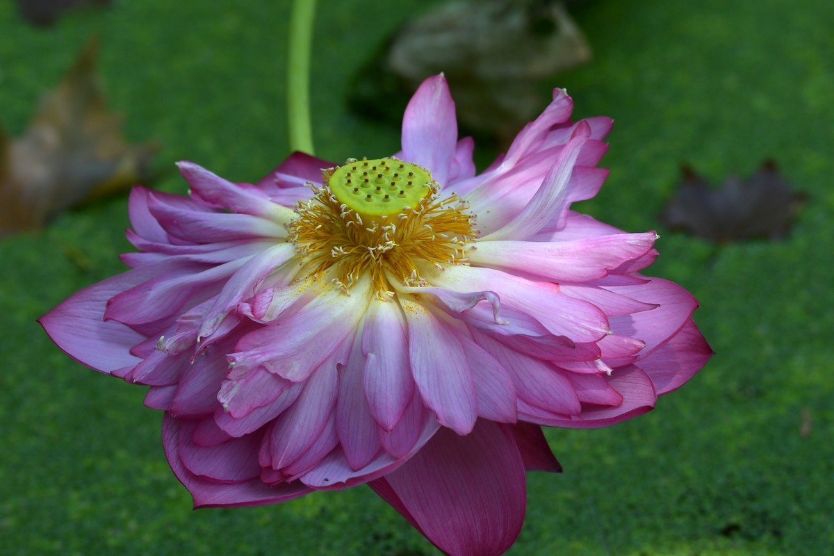 继续上次没发出去的照片