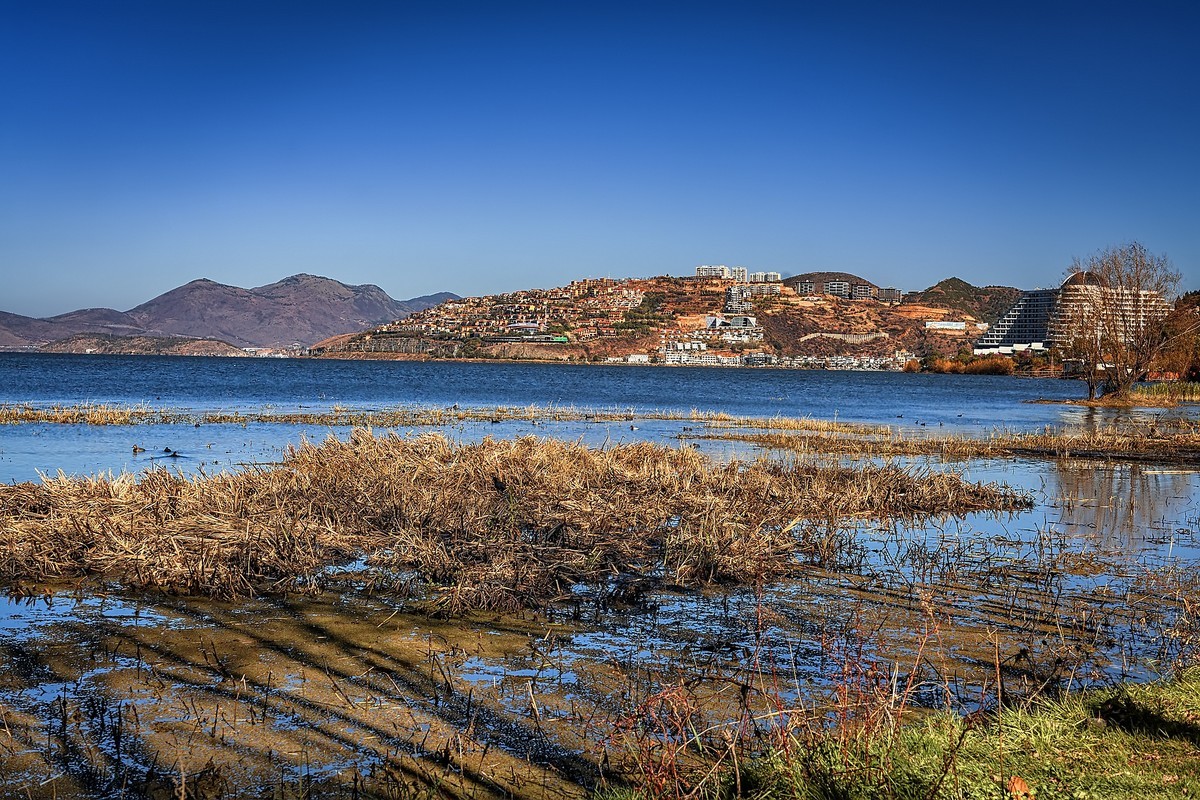 洱海玉白菜湿地（2）
