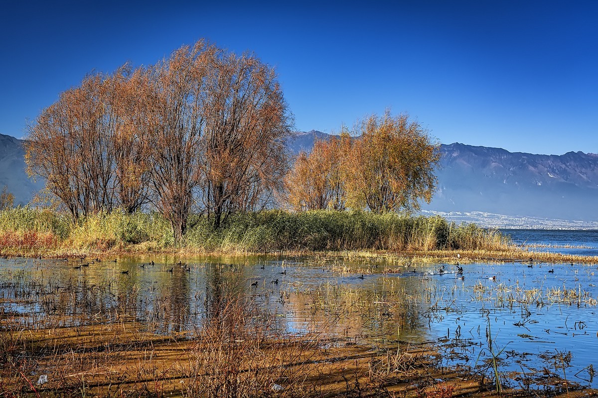 洱海玉白菜湿地（2）