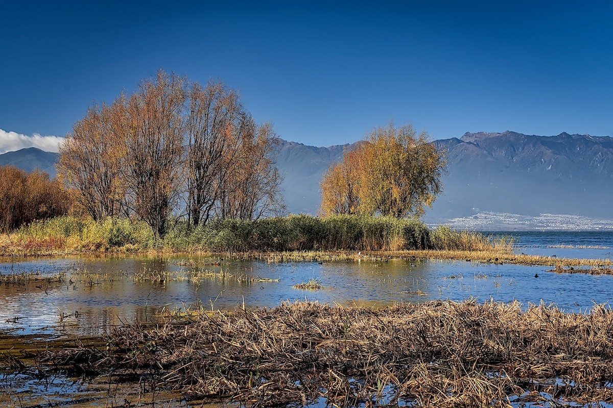 洱海玉白菜湿地（2）