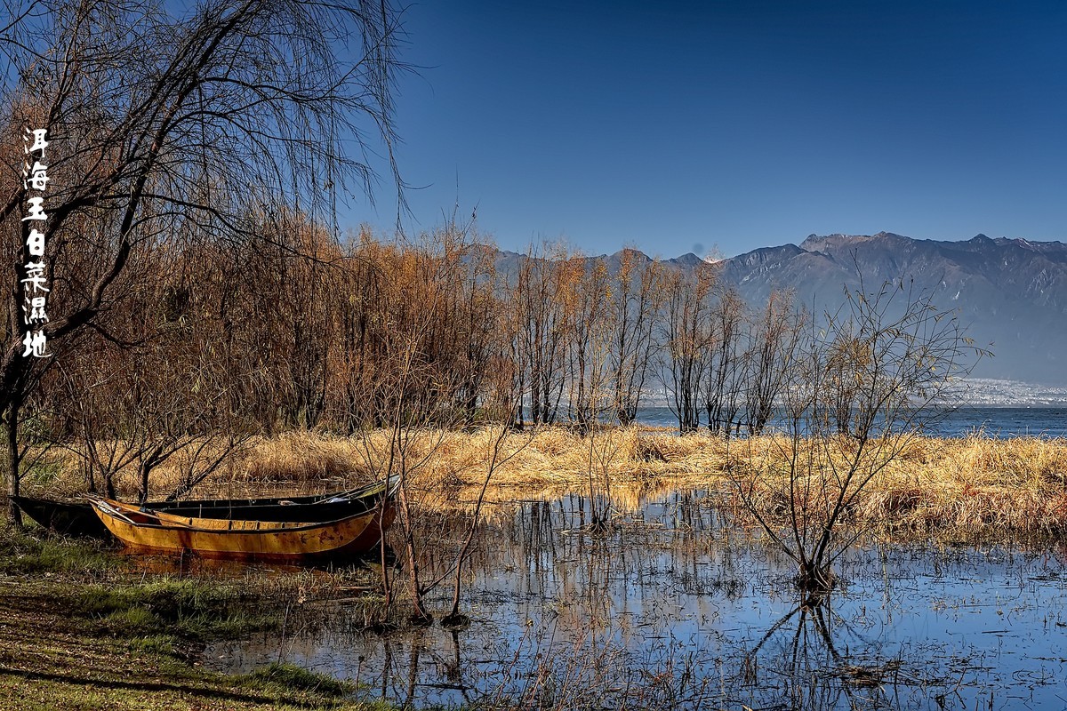 洱海玉白菜湿地（2）