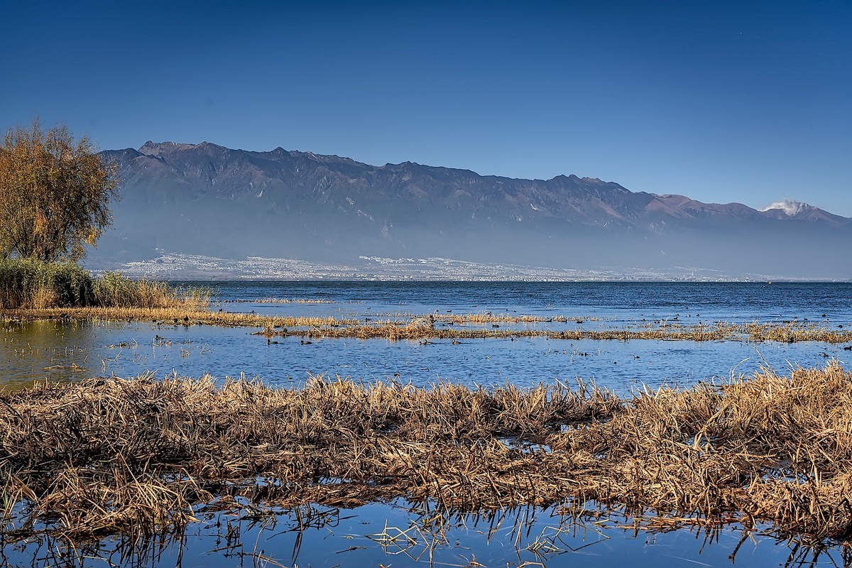 洱海玉白菜湿地（2）