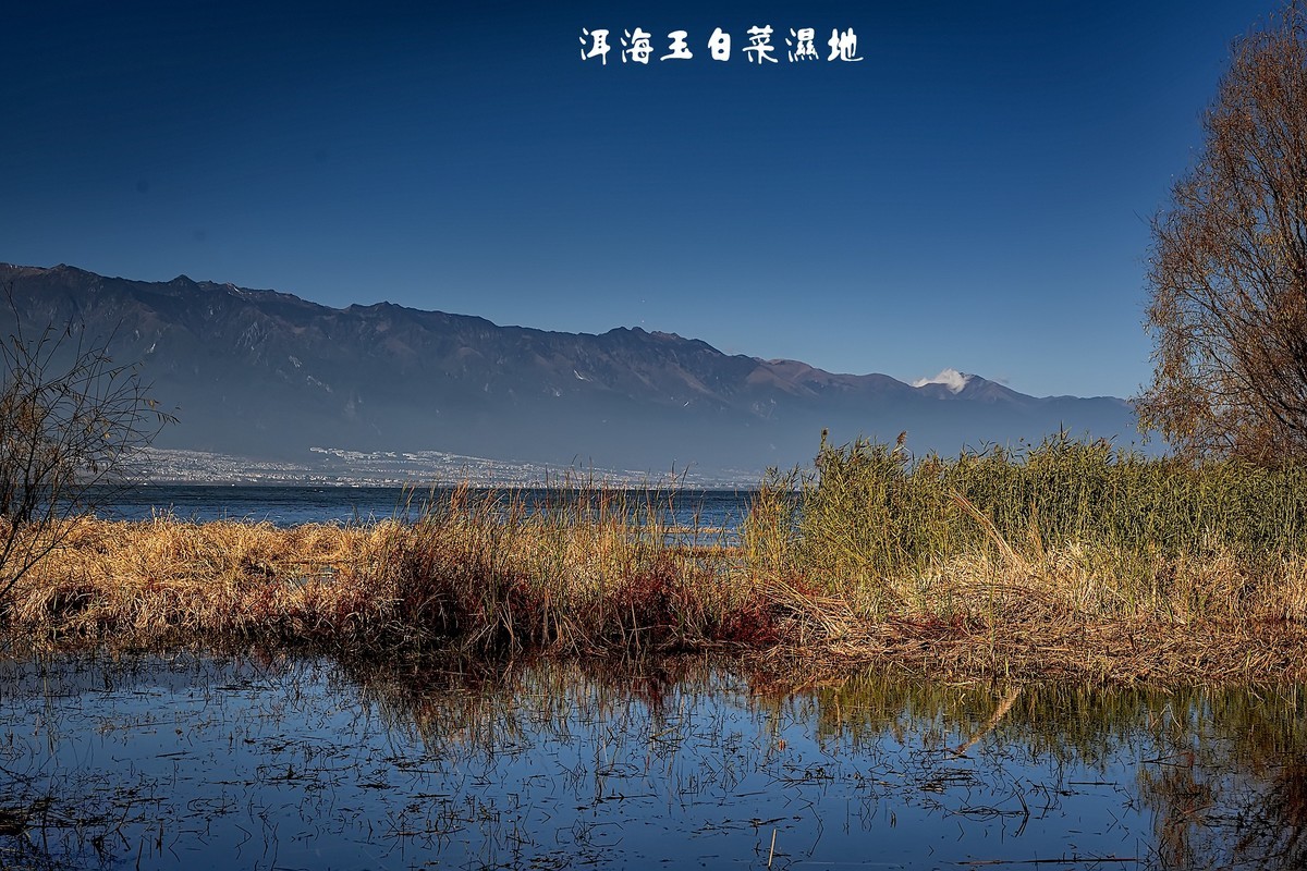 洱海玉白菜湿地（2）