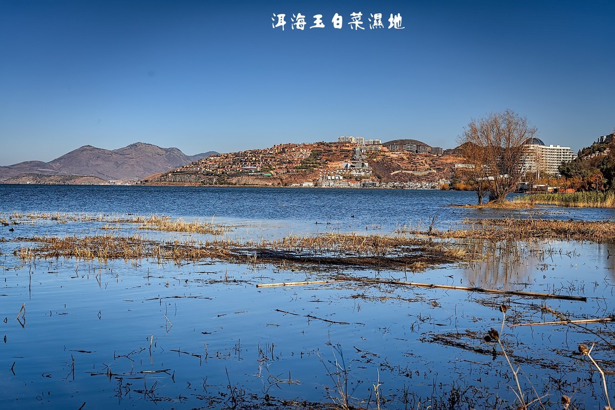 洱海玉白菜湿地（2）