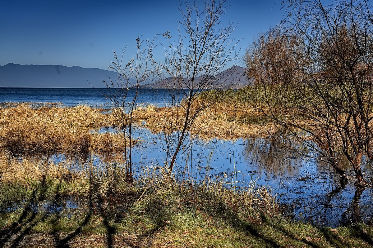 洱海玉白菜湿地（2）