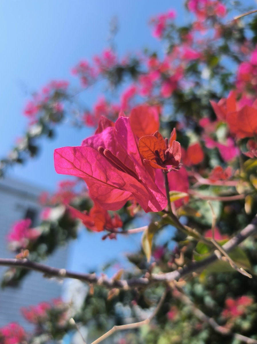 2025春节 广东行（86）平海古城