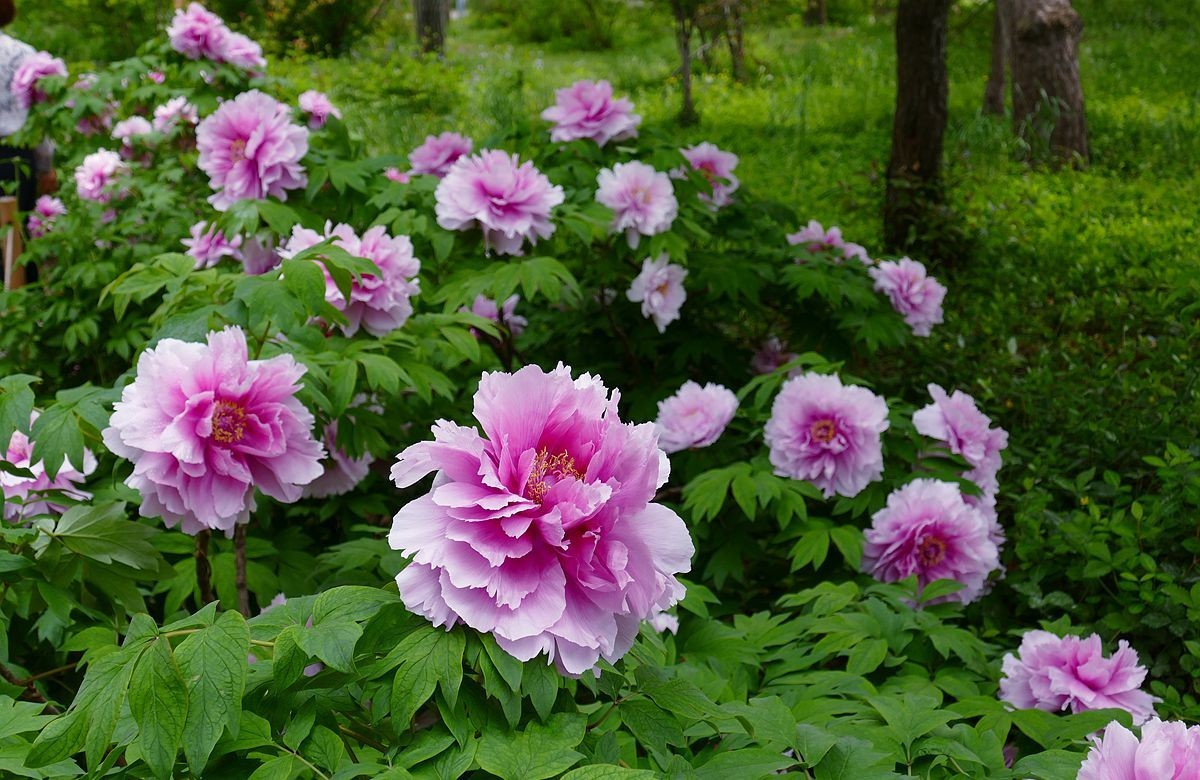 最后拍几张牡丹花