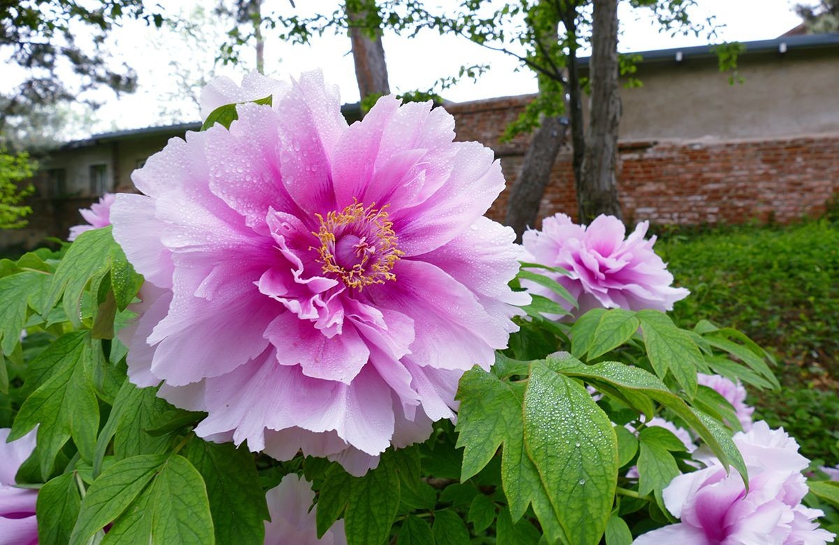 最后拍几张牡丹花