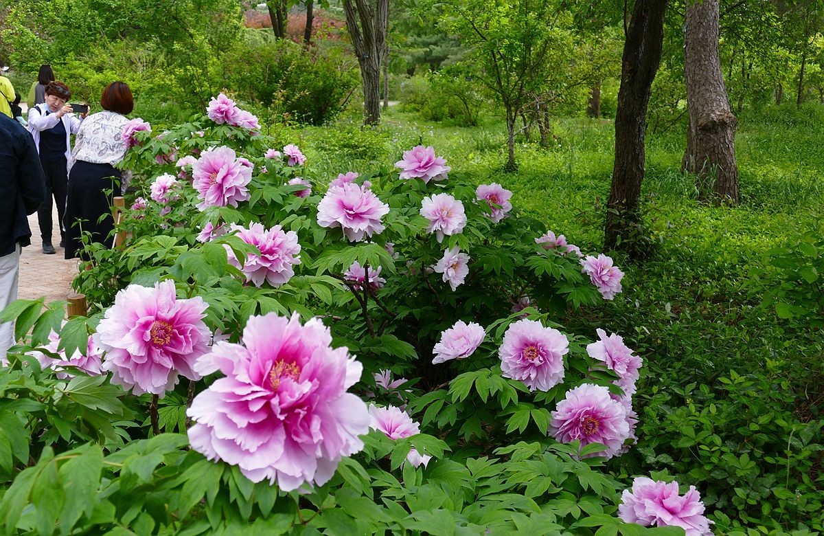 最后拍几张牡丹花