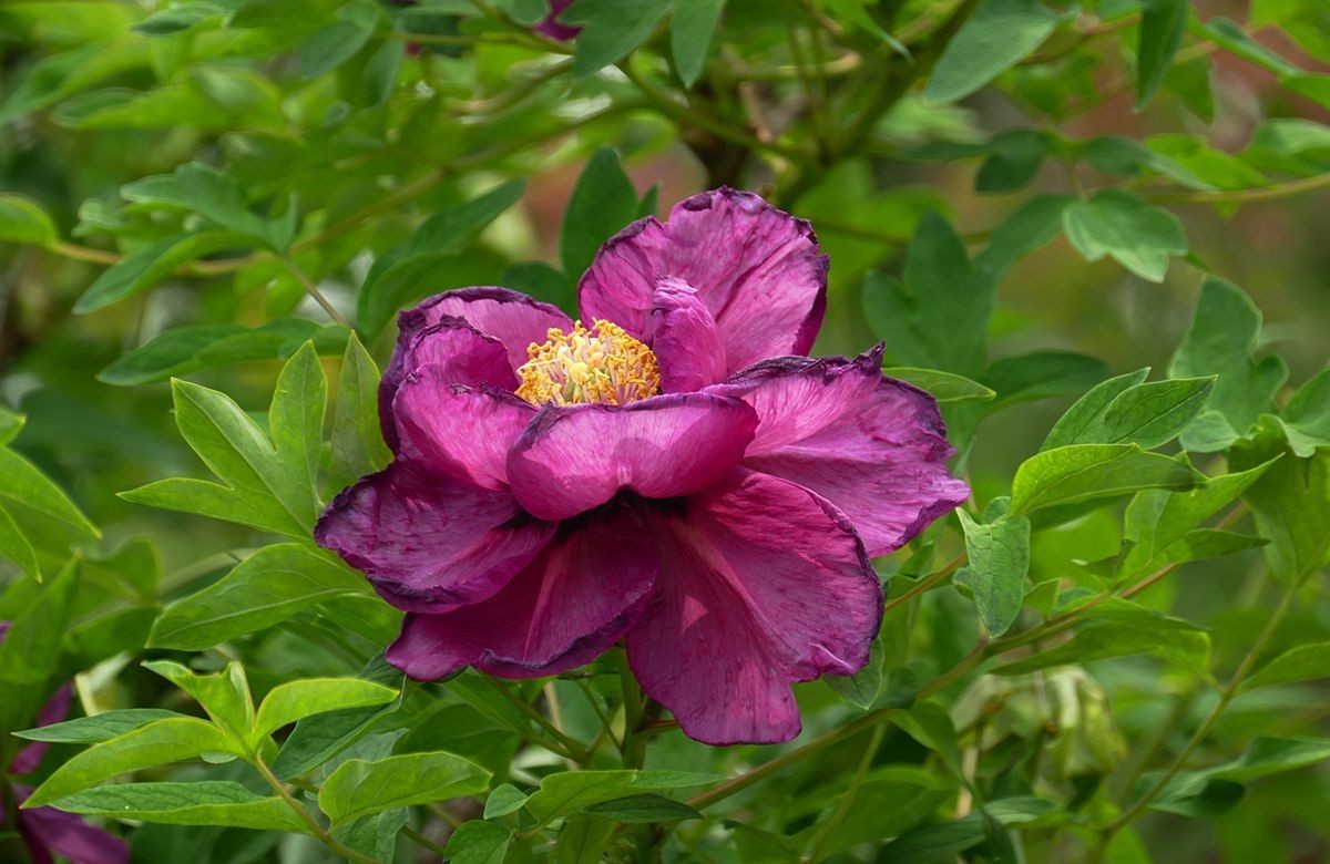 最后拍几张牡丹花