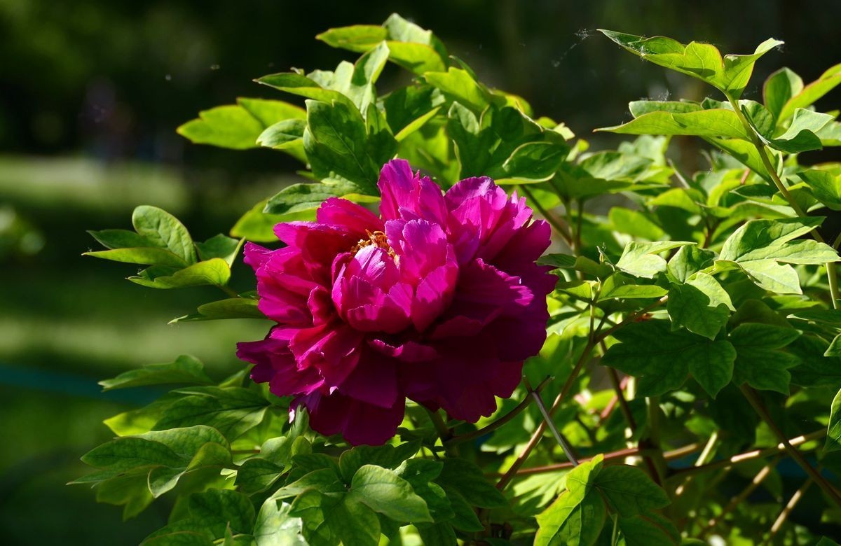 最后拍几张牡丹花