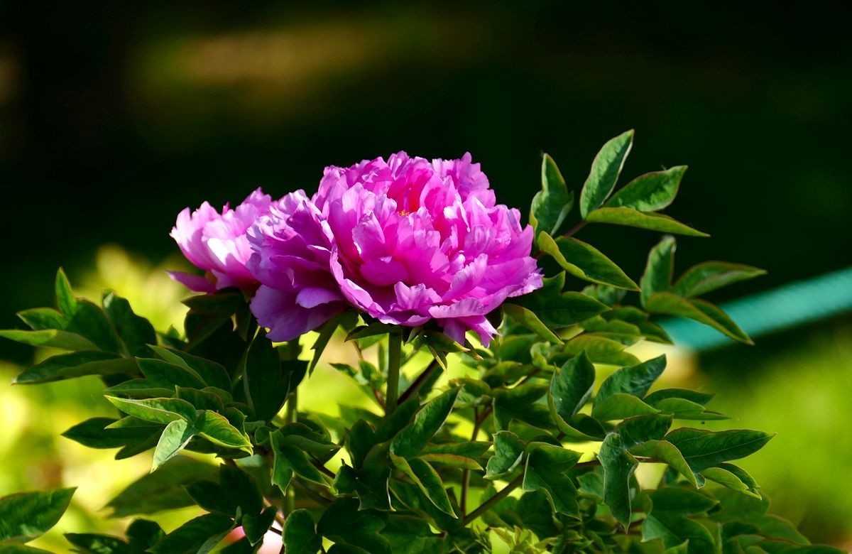 最后拍几张牡丹花