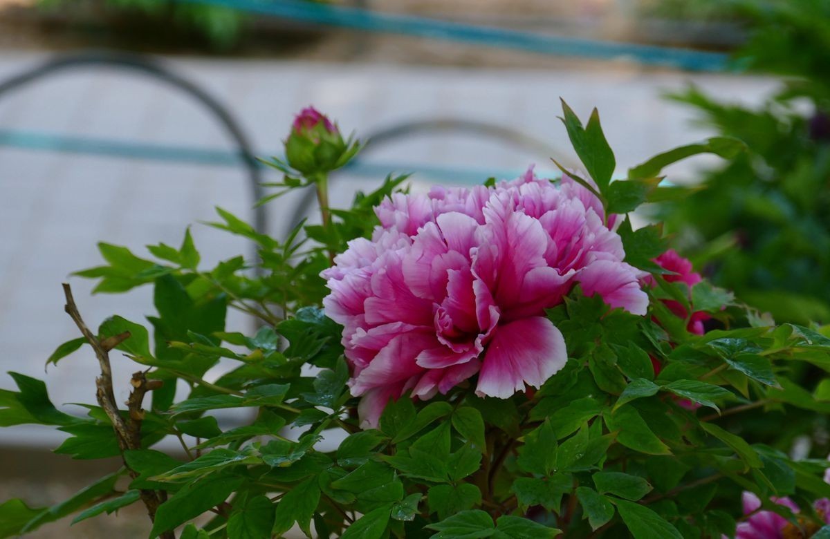 最后拍几张牡丹花