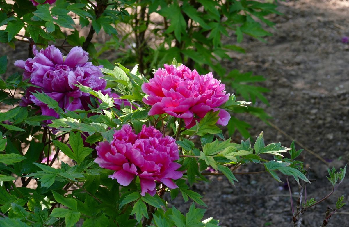 最后拍几张牡丹花