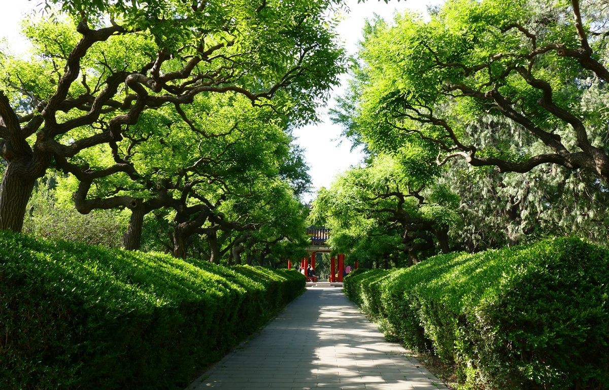 最后拍几张牡丹花