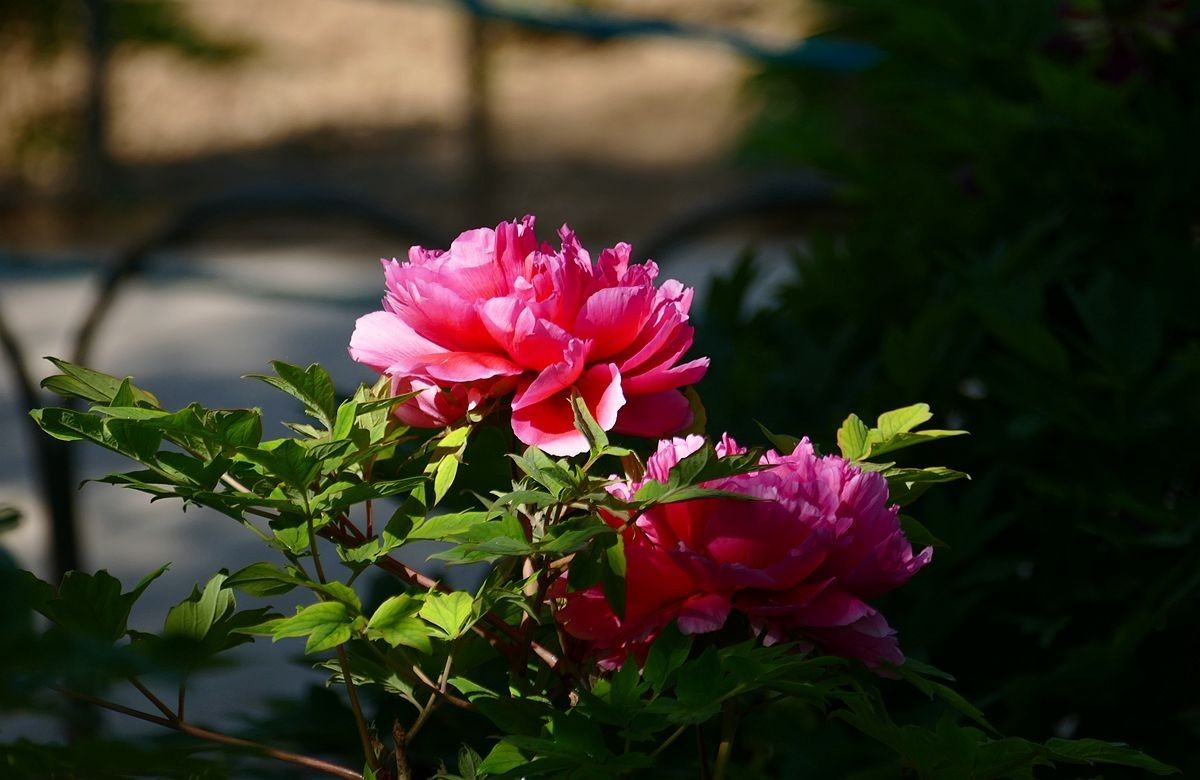 最后拍几张牡丹花