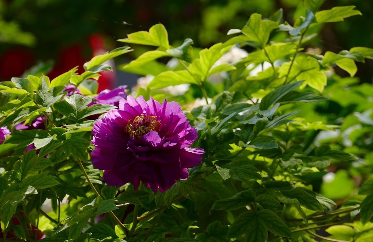 最后拍几张牡丹花