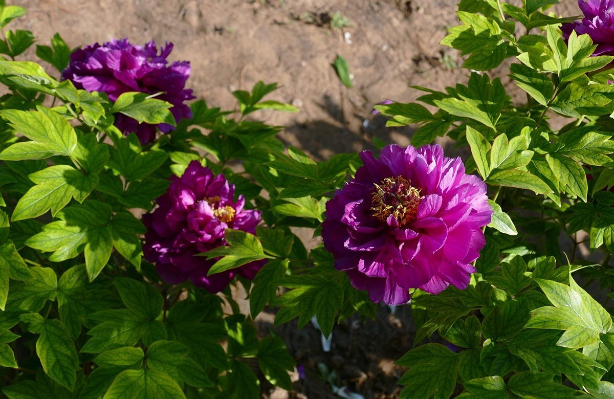 最后拍几张牡丹花