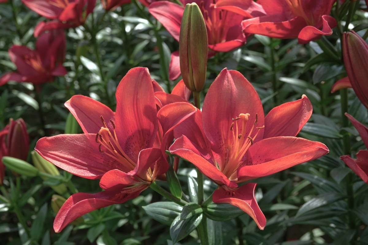 百含花