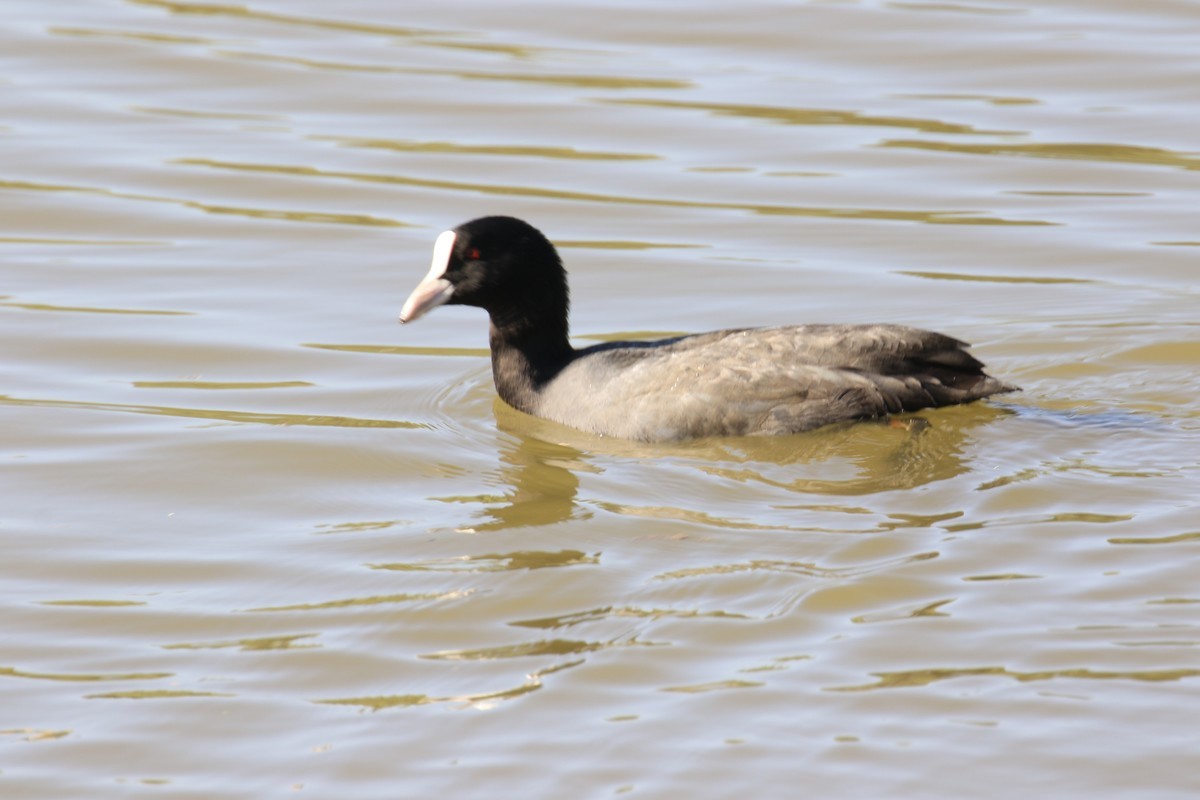 太原湿地公园的国家保护鸟类