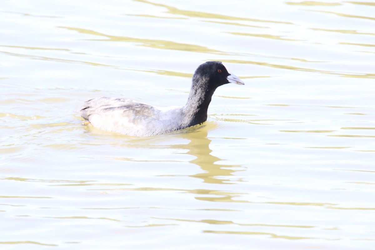 太原湿地公园的国家保护鸟类