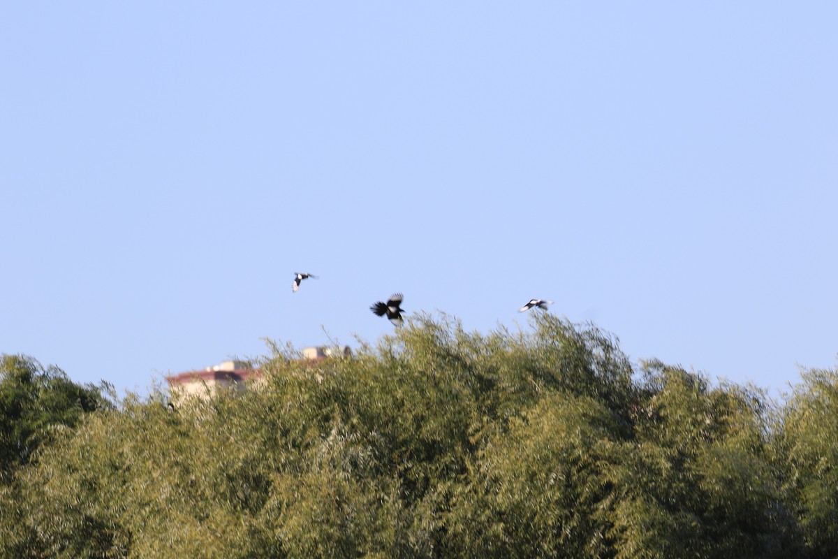 太原湿地公园的国家保护鸟类