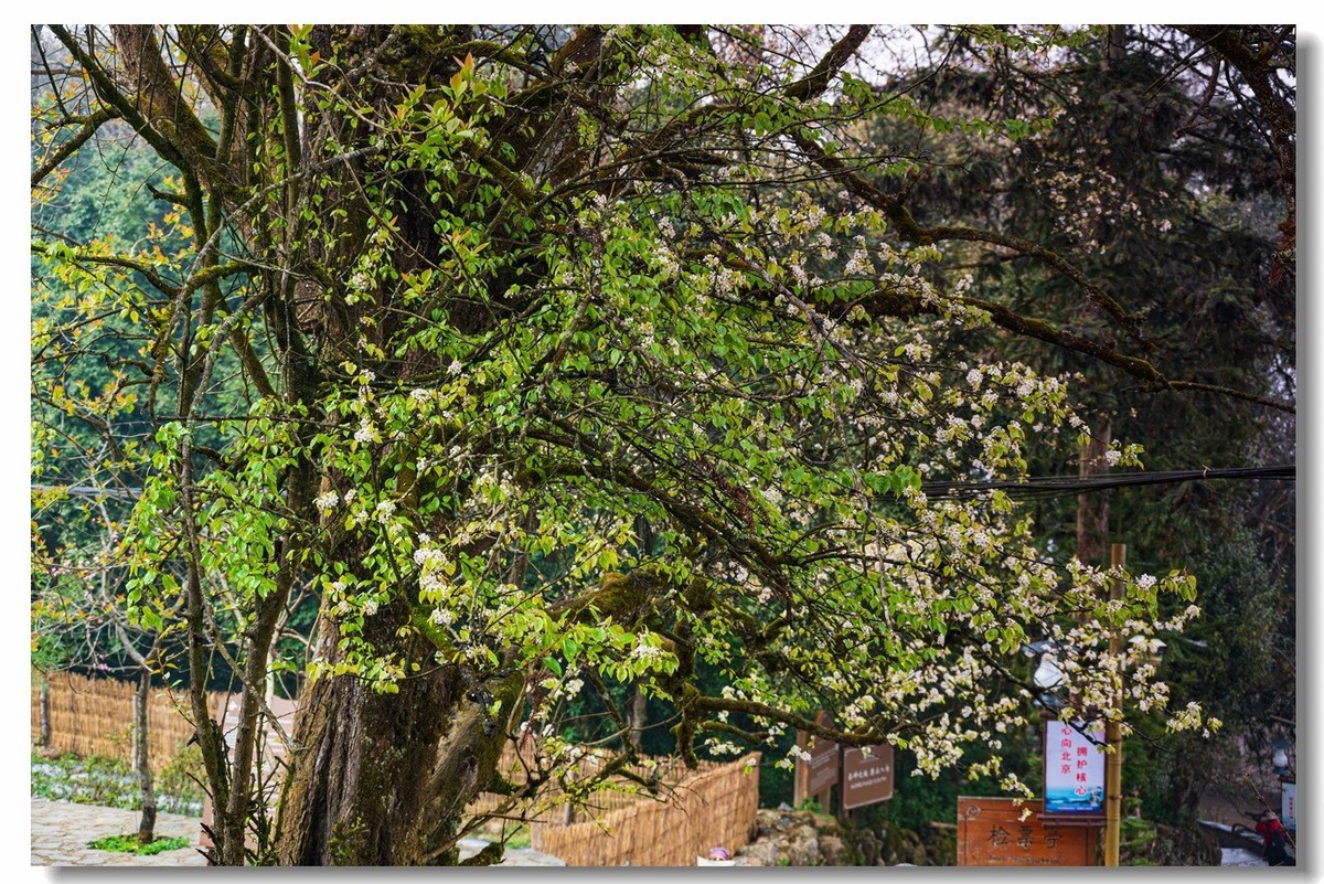 2023云南行一一阿者科村2