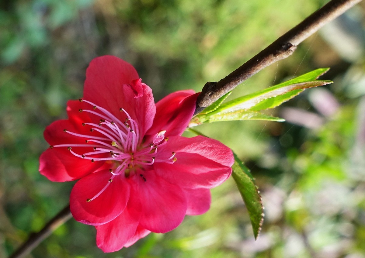 三月桃花红艳艳